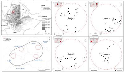 Dynamics in smallholder-based land use systems: drivers and outcomes of cropland–eucalyptus field–cropland conversions in north-west Ethiopia